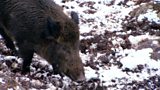 Wild Boar