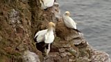 Gannet Cam