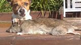GIANT RATS
