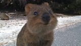 A Happy Animal