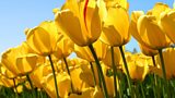 Glenarm Tulip Festival