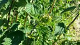 Nettle Soup