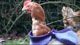 Chickens