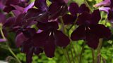 Streptocarpus
