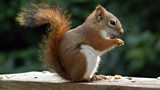 Red Squirrels