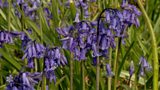 Indications of Spring