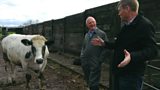 Cattle attacks