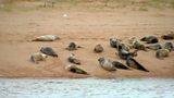 Seals