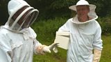The bee ban