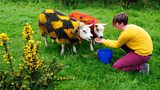 Helen Ryman | Painted Sheep