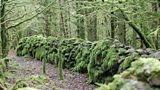 Cavan Burren Forest