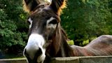 The Donkey Whisperer