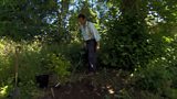 Planting under trees