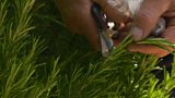 Plants for free from softwood cuttings