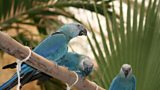 The Spix Macaw in Qatar