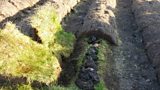 Faroese lazybeds