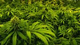 Cannabis