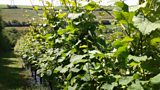 English sparkling wine
