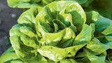 ...and Buttercrunch lettuce