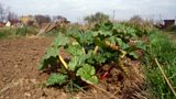 Rhubarb cordial