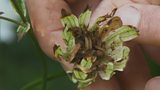 Collecting and storing seeds