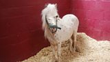 The Equine Vet Hospital