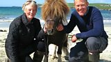 Talented Shetland ponies