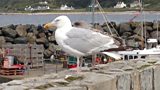 The Vanishing Gulls