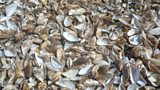 Fact File - Zebra Mussels