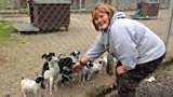 Cats and Dogs of Benvardin