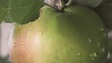 An apple a day...