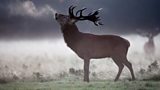 Is a deer cull needed?