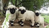 Valais Blacknose sheep