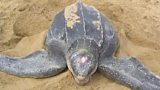 Leatherback Turtle