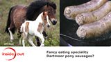 Dartmoor hill ponies