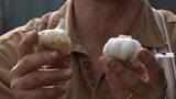 Planting garlic