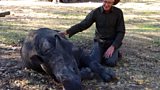 Paul meets a rhino