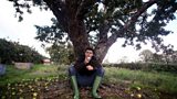Armagh Apple Tree