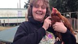 Nut House Hen Hotel