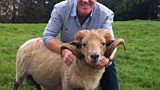 Adam’s new ram