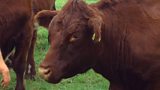 The price of beef