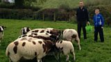 Jacob's Sheep