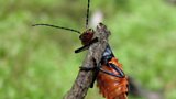 Sycamore Horse Poisoning, A Centenary Wood and the Blue Soldier Beetle.