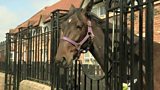 Horse 'nuisance'