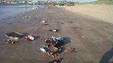 LITTER LOUTS