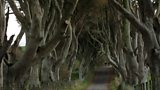 The Dark Hedges