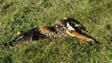 Bird crime