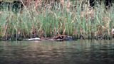 Beavers