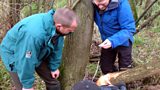 Devon beavers