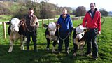 Surrogate cows